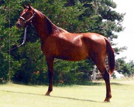 GRM Baxter Black