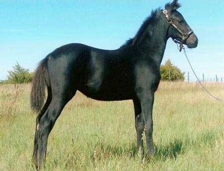 GRM Black Pearl