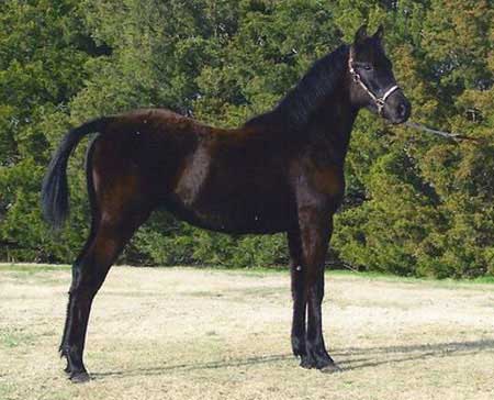 GRM Black Silk