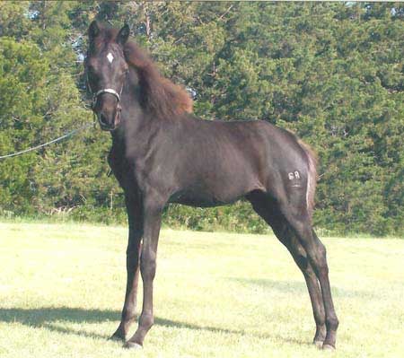 GRM Cherokee Maiden