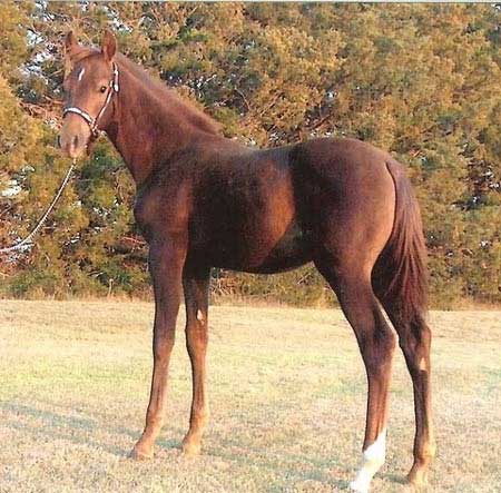 GRM Cimarron