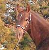 GRM Cimarron