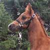 GRM Ebony Gold Dust