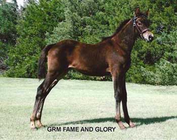GRM Fame And Glory
