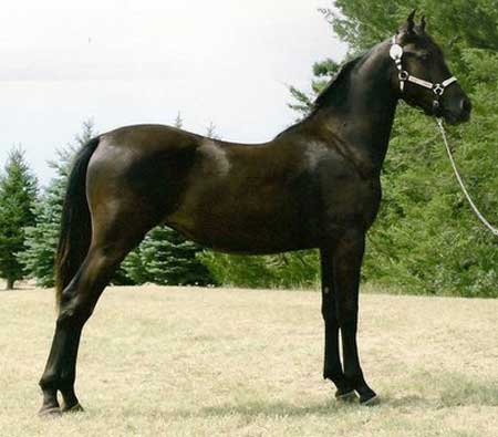 GRM Figurena's Flaire