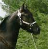 GRM Figurena's Flaire