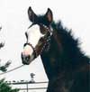 GRM Gene's Blaze Of Glory