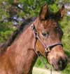 GRM Josiewales