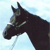 GRM Kentucky Larkspur