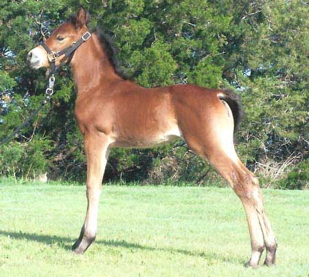 GRM Lady Grace