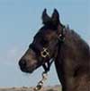 GRM Prince Dandy N Black