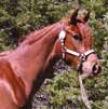 GRM Reigning Monarch