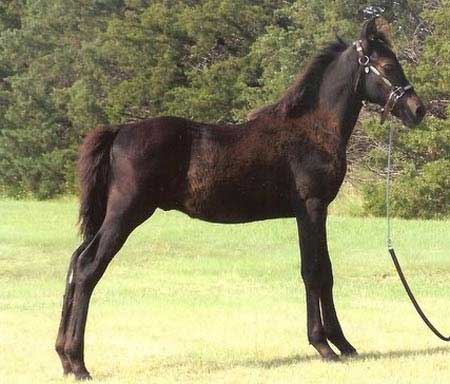 GRM Willy Black