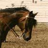 Nodaway Bobby Roberts