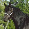 Pleasantviews Dazzler