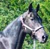 RG Dorothy Yoder