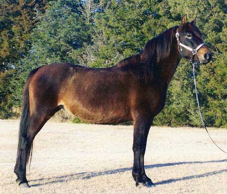 RG Midnight Star