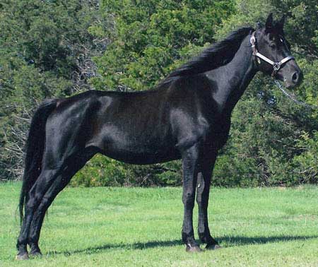 RG Monarch's Lady Black