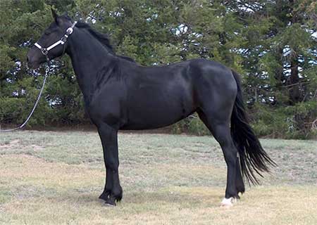 RG Rimlo Annie Black