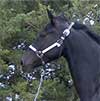 RG Rimlo Annie Black